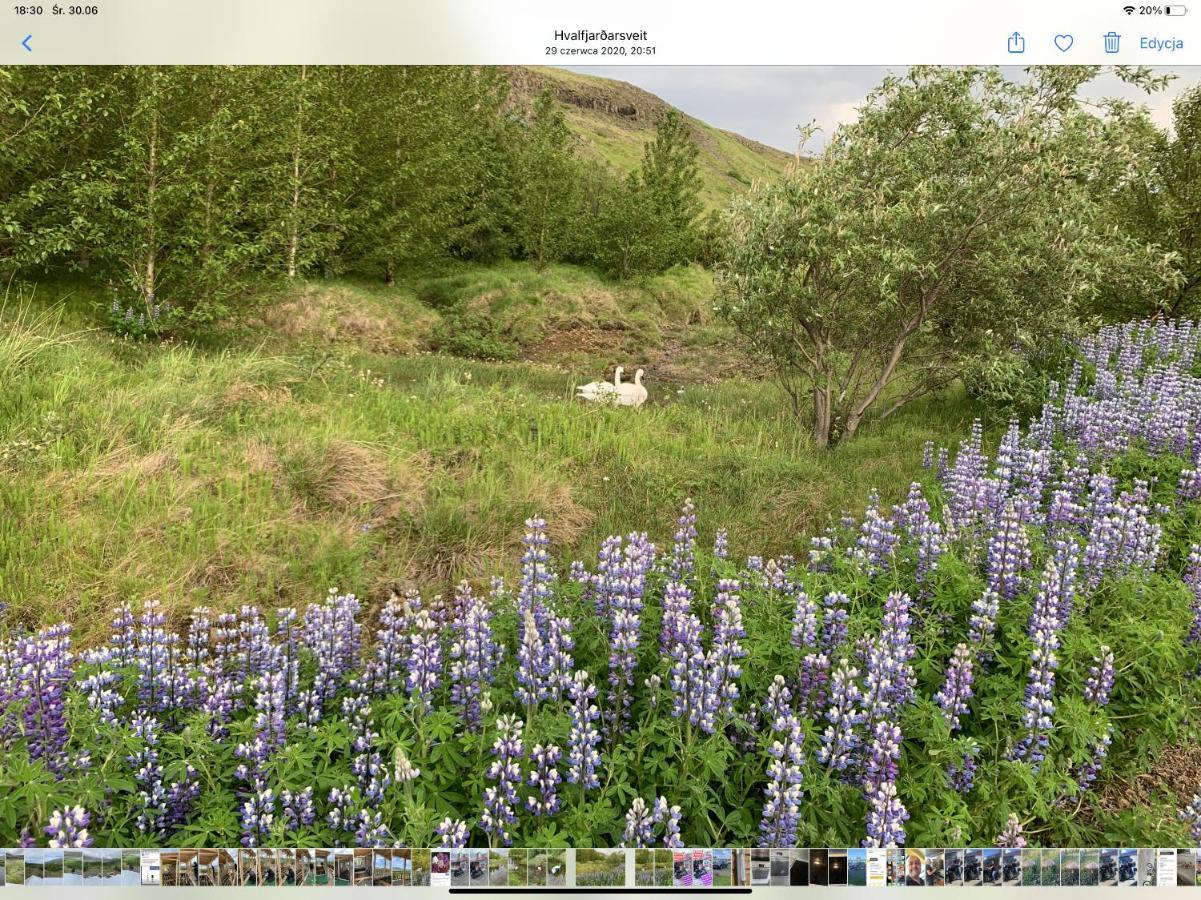 Icelandic Lake House Akranes Dış mekan fotoğraf